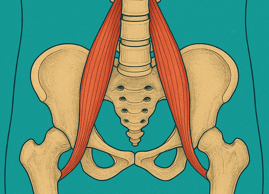 anatomy of the psoas muscle in colors of green and coral which are brand colors to Inner Summits Vaughan