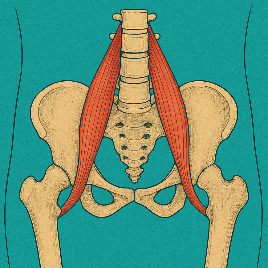 anatomy of the psoas muscle in colors of green and coral which are brand colors to Inner Summits Vaughan