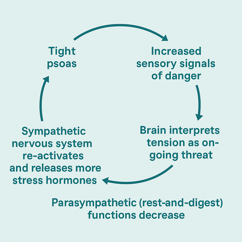 explaining the loop of psoas muscle being activated and how it sends info to the brain about staying in fight and flight mode, along with somatic therapy in Vaughan and Richmond Hill